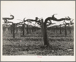 Tulare County, California. Vineyard during pruning