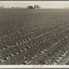 Salinas Valley, California. Large scale, commercial agriculture. This single California County (Monterey) shipped 20,096 carlots of lettuce in 1934, or forty-five percent of all carlot shipments in the United States ...