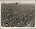 Salinas Valley, California. Large scale, commercial agriculture. This single California County (Monterey) shipped 20,096 carlots of lettuce in 1934, or forty-five percent of all carlot shipments in the United States ...