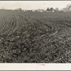 Farmersville, Tulare County. Migrants' winter quarters