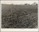 Farmersville, Tulare County. Migrants' winter quarters