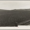 Near San Juan Bautista, California. Large-scale pea fields