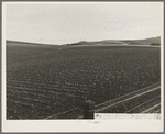 Near San Juan Bautista, California. Large-scale pea fields