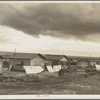 Bottonwillow, California. "Company" cotton pickers' camp after picking season. Some families remain for tag ends of picking and pulling bolls, or for lack of other winter quarters
