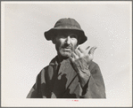 Cotton picker near Firebaugh, California