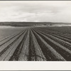 Near San Juan Bautista, California. Large-scale pea fields