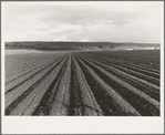 Near San Juan Bautista, California. Large-scale pea fields