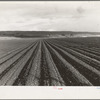 Near San Juan Bautista, California. Large-scale pea fields