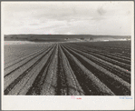 Near San Juan Bautista, California. Large-scale pea fields