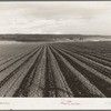 Near San Juan Bautista, California. Large-scale pea fields