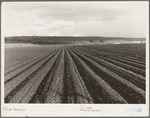 Near San Juan Bautista, California. Large-scale pea fields