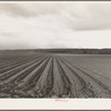 Near San Juan Bautista, California. Large-scale pea fields