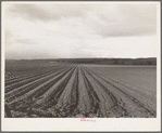 Near San Juan Bautista, California. Large-scale pea fields