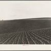 Near Santa Maria, California. Large-scale pea fields. These peas must be handpicked by gangs of laborers for fresh table use. Frozen food process is not used in marketing California peas, although it may be introduced