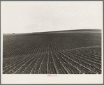 Near Santa Maria, California. Large-scale pea fields. These peas must be handpicked by gangs of laborers for fresh table use. Frozen food process is not used in marketing California peas, although it may be introduced
