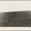 Near Santa Maria, California. Large-scale pea fields. These peas must be handpicked by gangs of laborers for fresh table use. Frozen food process is not used in marketing California peas, although it may be introduced