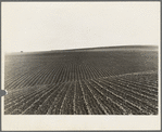 Near Santa Maria, California. Large-scale pea fields. These peas must be handpicked by gangs of laborers for fresh table use. Frozen food process is not used in marketing California peas, although it may be introduced