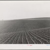 Near Santa Maria, California. Large-scale pea fields. These peas must be handpicked by gangs of laborers for fresh table use. Frozen food process is not used in marketing California peas, although it may be introduced