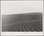 Near Santa Maria, California. Large-scale pea fields. These peas must be handpicked by gangs of laborers for fresh table use. Frozen food process is not used in marketing California peas, although it may be introduced