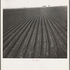 Salinas Valley, California. Large scale, commercial agriculture. This single California county (Monterey) shipped 20,096 carlots of lettuce in 1934, or forty-five percent of all carlot shipments in the United States. ...