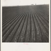 Salinas Valley, California. Large scale, commercial agriculture. This single California county (Monterey) shipped 20,096 carlots of lettuce in 1934, or forty-five percent of all carlot shipments in the United States ...