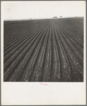 Salinas Valley, California. Large scale, commercial agriculture. This single California county (Monterey) shipped 20,096 carlots of lettuce in 1934, or forty-five percent of all carlot shipments in the United States ...