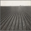 Salinas Valley, California. Large scale, commercial agriculture. This single California county (Monterey) shipped 20,096 carlots of lettuce in 1934, or forty-five percent of all carlot shipments in the United States ...