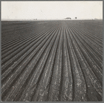 Salinas Valley, California. Large scale, commercial agriculture. This single California county (Monterey) shipped 20,096 carlots of lettuce in 1934, or forty-five percent of all carlot shipments in the United States ...