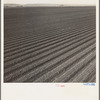 Salinas Valley, California. Large scale, commercial agriculture. This single California county (Monterey) shipped 20,096 carlots of lettuce in 1934, or forty-five percent of all carlot shipments in the United States ...