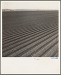 Salinas Valley, California. Large scale, commercial agriculture. This single California county (Monterey) shipped 20,096 carlots of lettuce in 1934, or forty-five percent of all carlot shipments in the United States ...