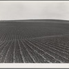 Near Santa Maria, California. Large-scale pea fields. These peas must be handpicked by gangs of laborers for fresh table use. Frozen food process is not used in marketing California peas, although it may be introduced