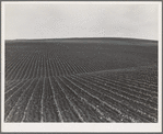 Near Santa Maria, California. Large-scale pea fields. These peas must be handpicked by gangs of laborers for fresh table use. Frozen food process is not used in marketing California peas, although it may be introduced