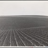Near Santa Maria, California. Large-scale pea fields. These peas must be handpicked by gangs of laborers for fresh table use. Frozen food process is not used in marketing California peas, although it may be introduced