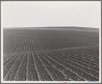Near Santa Maria, California. Large-scale pea fields. These peas must be handpicked by gangs of laborers for fresh table use. Frozen food process is not used in marketing California peas, although it may be introduced