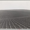 Near Santa Maria, California. Large-scale pea fields. These peas must be handpicked by gangs of laborers for fresh table use. Frozen food process is not used in marketing California peas, although it may be introduced.