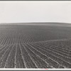 Near Santa Maria, California. Large-scale pea fields. These peas must be handpicked by gangs of laborers for fresh table use. Frozen food process is not used in marketing California peas, although it may be introduced