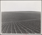 Near Santa Maria, California. Large-scale pea fields. These peas must be handpicked by gangs of laborers for fresh table use. Frozen food process is not used in marketing California peas, although it may be introduced