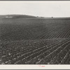 Near Santa Maria, California. Large-scale pea fields. These peas must be handpicked by gangs of laborers for fresh table use. Frozen food process is not used in marketing California peas, although it may be introduced