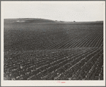 Near Santa Maria, California. Large-scale pea fields. These peas must be handpicked by gangs of laborers for fresh table use. Frozen food process is not used in marketing California peas, although it may be introduced
