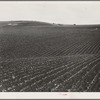 Near Santa Maria, California. Large-scale pea fields. These peas must be handpicked by gangs of laborers for fresh table use. Frozen food process is not used in marketing California peas, although it may be introduced