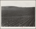 Near Santa Maria, California. Large-scale pea fields. These peas must be handpicked by gangs of laborers for fresh table use. Frozen food process is not used in marketing California peas, although it may be introduced