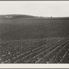 Near Santa Maria, California. Large-scale pea fields. These peas must be handpicked by gangs of laborers for fresh table use. Frozen food process is not used in marketing California peas, although it may be introduced