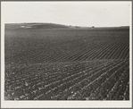 Near Santa Maria, California. Large-scale pea fields. These peas must be handpicked by gangs of laborers for fresh table use. Frozen food process is not used in marketing California peas, although it may be introduced