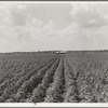 Delta plantation landscape south of Wilson, Arkansas