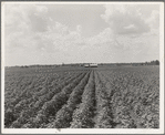 Delta plantation landscape south of Wilson, Arkansas