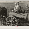 Horse and wagon is still a common means of transportation. Family coming from town on a Saturday afternoon. Southeast Missouri Farms