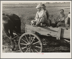 Horse and wagon is still a common means of transportation. Family coming from town on a Saturday afternoon. Southeast Missouri Farms