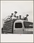 Mississippi Delta, on Mississippi Highway No. 1 between Greenville and Clarksdale. Negro laborer's family being moved from Arkansas to Mississippi by white tenant