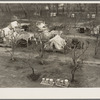 Farm Security Administration (FSA) temporary camp for migrants. Gridley, California. Peak of the season is August