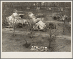 Farm Security Administration (FSA) temporary camp for migrants. Gridley, California. Peak of the season is August